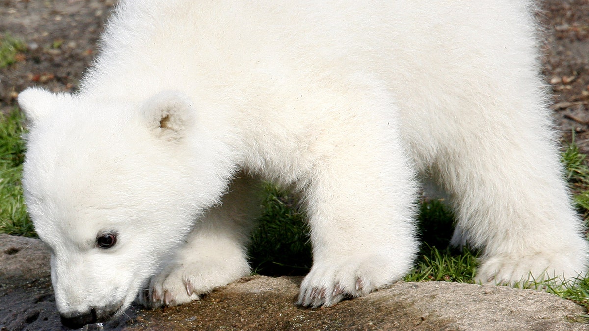 Germany Polar Bear Copyright