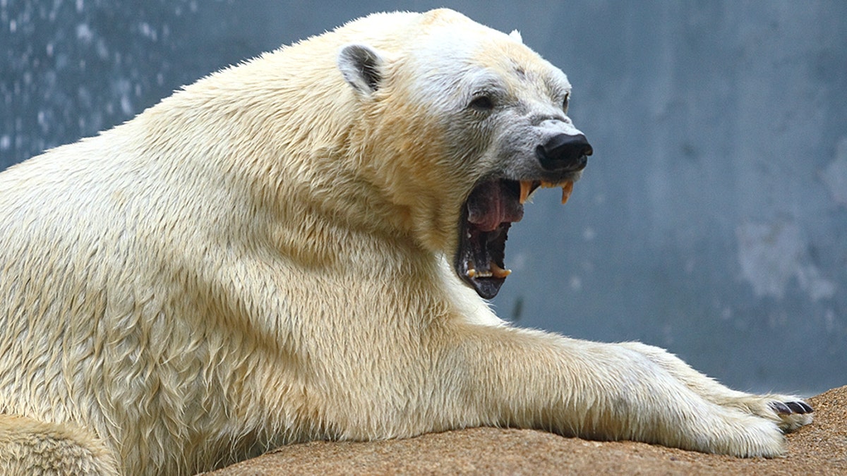 a very angry looking polar bear lying on a rock