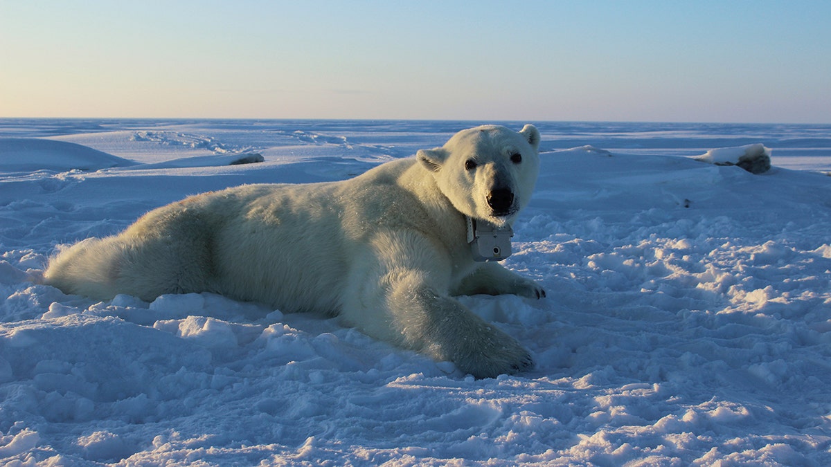 polar bear Anthony Pagano USGS via AP