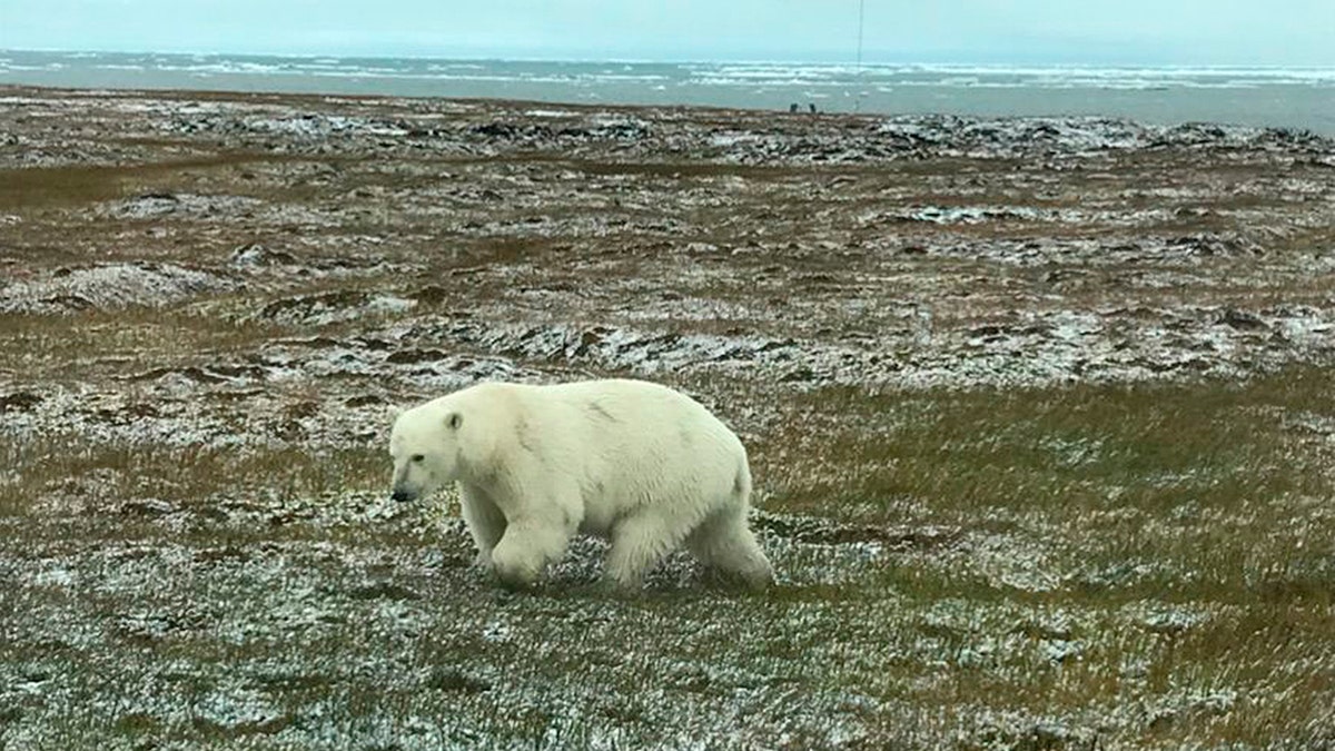 polar bear Bruce Inglangasak via AP