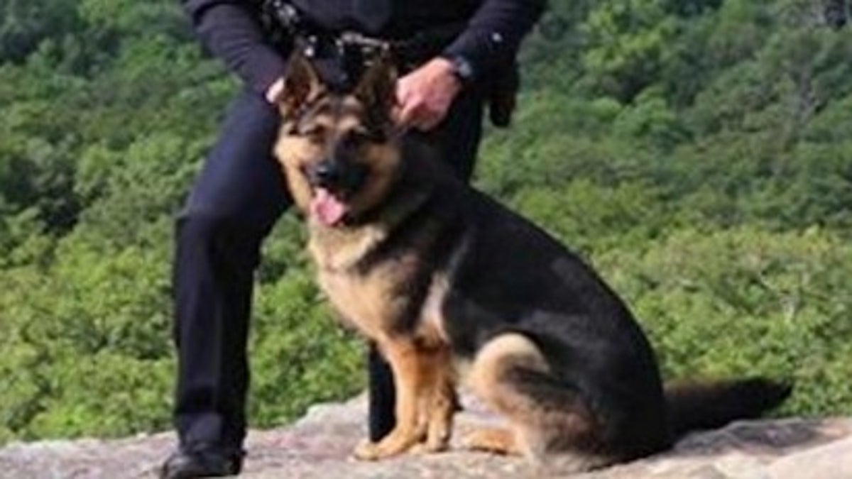 police dog 813