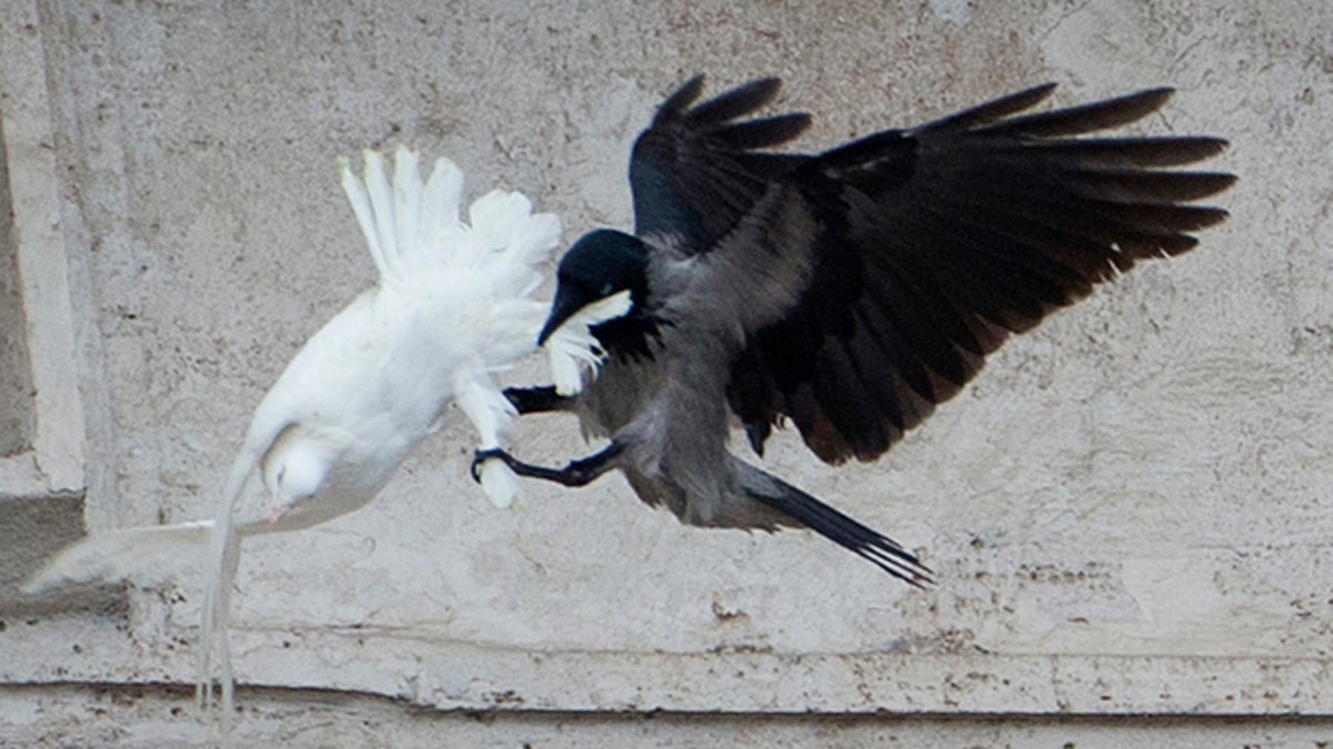Vatican Peace Doves