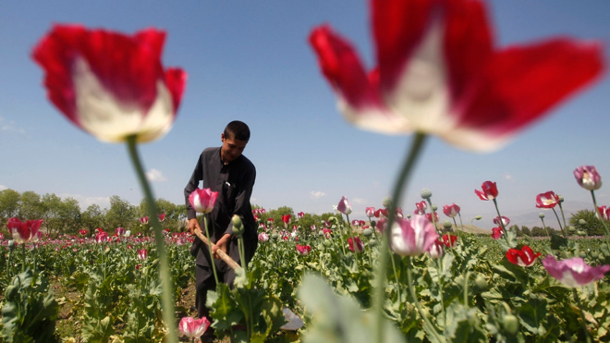 AFGHANISTAN-NARCOTICS