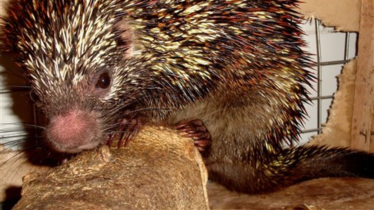 31d43b51-Brazil Porcupine Discovered