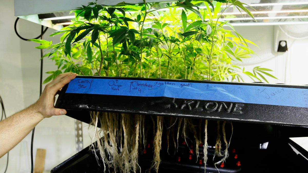 pot growing REUTERS 2