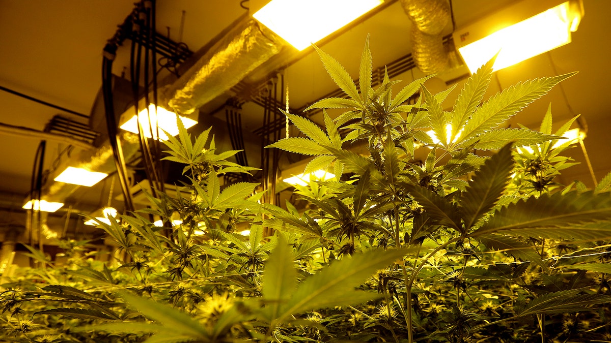 pot growing REUTERS