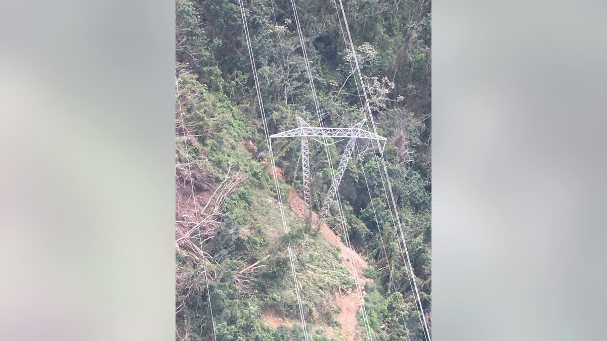 puerto rico tree