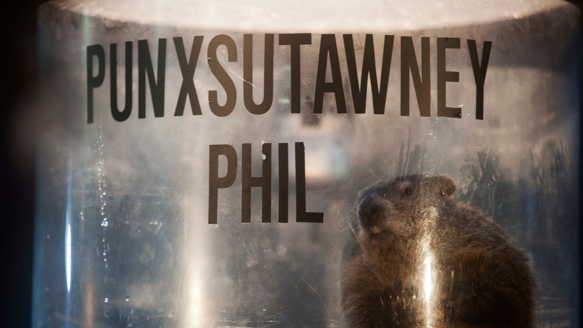 PunxsutawneyPhil