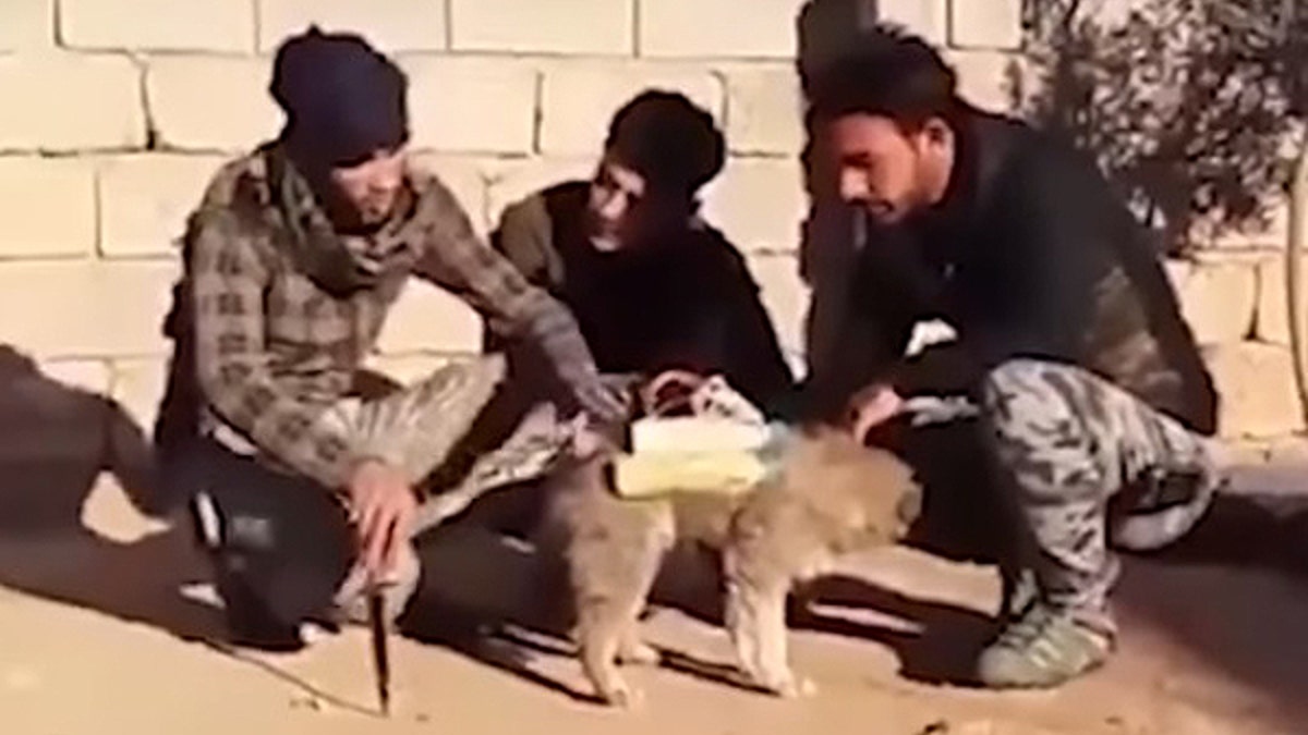 isis puppy bomb