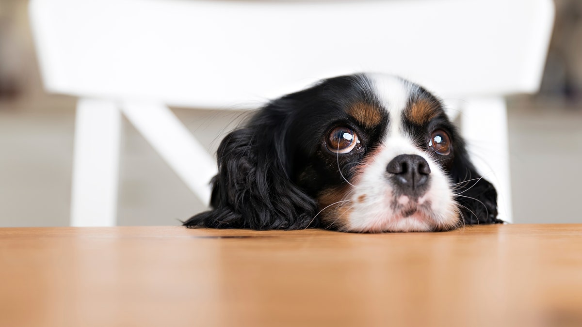puppy eyes dog begging for food istock