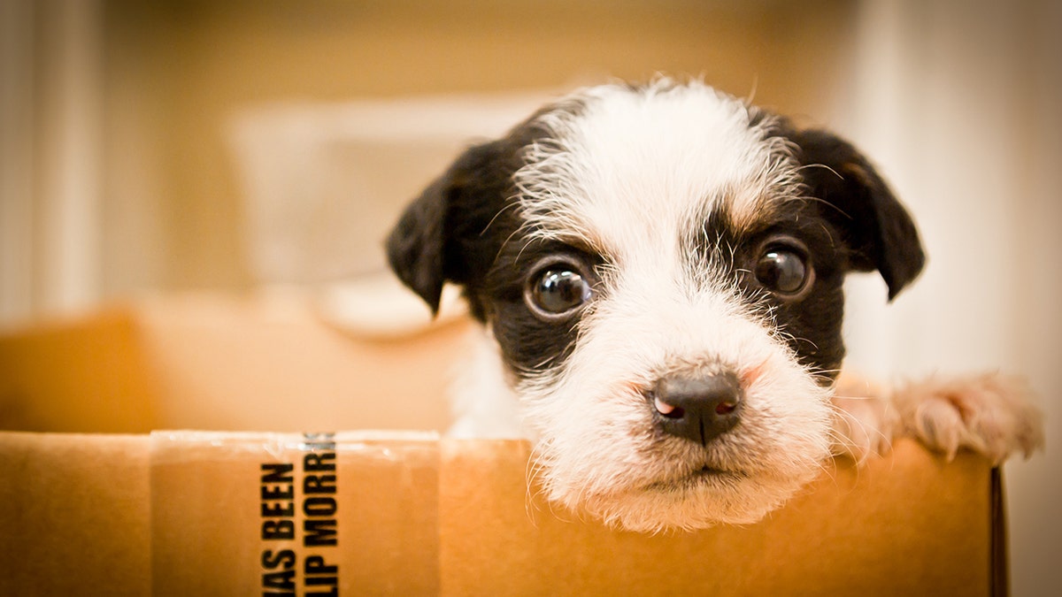 dog in box istock