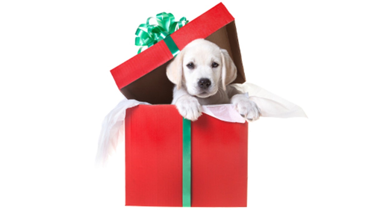 Presents for labrador sales lovers