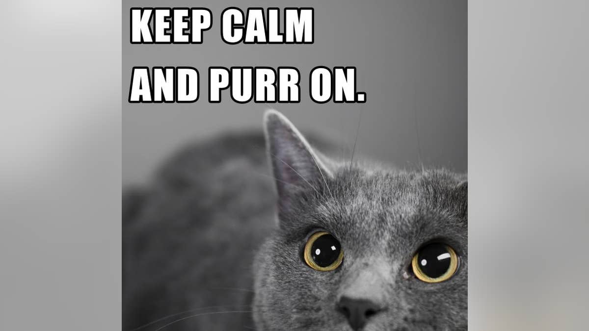 Apakah Anda membuat hewan peliharaan Anda stres?