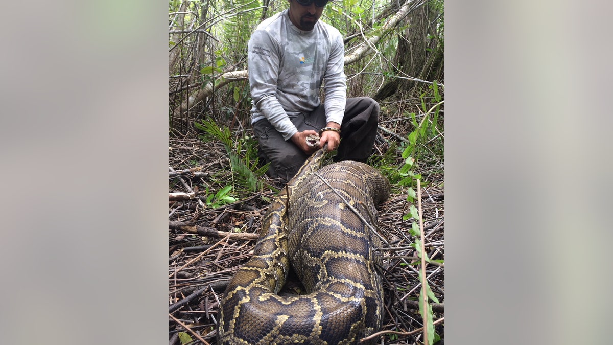 Burmese Python