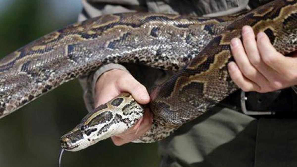 Indonesian Woman Dies After Being Swallowed Whole By A Python | Fox News