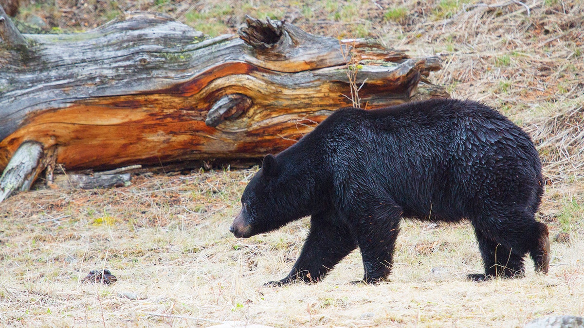 yellowstone bear