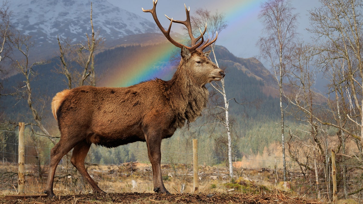 0bebaaaf-reindeer rainbow swns
