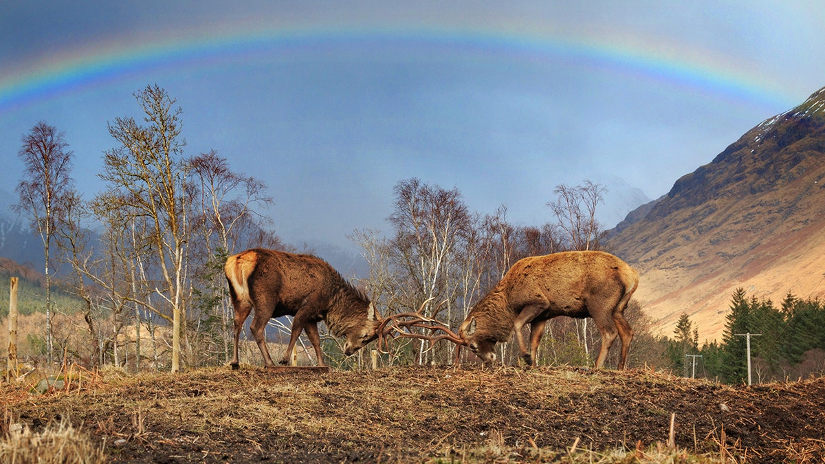 31236548-reindeer rainbow swns