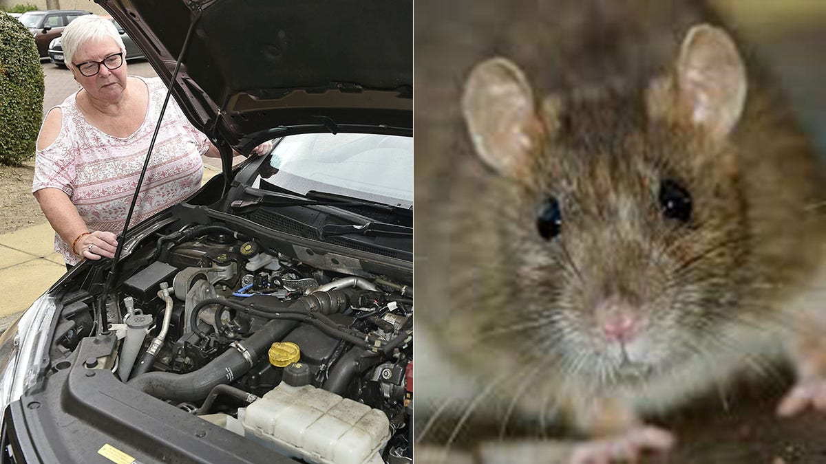 rat car