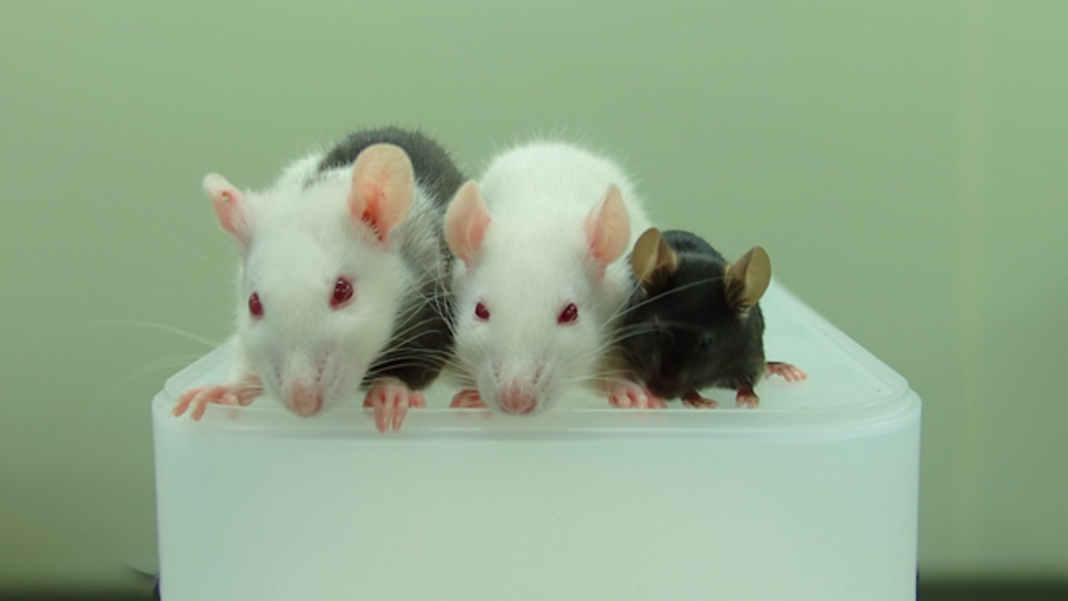 rat mouse chimera yamaguchi livescience