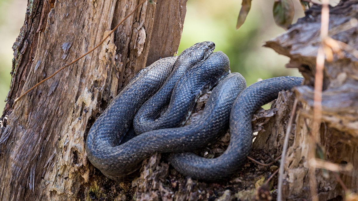 rat snake iStock