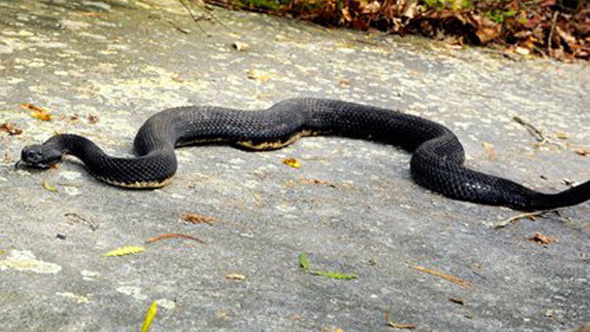 Mass rattlesnake