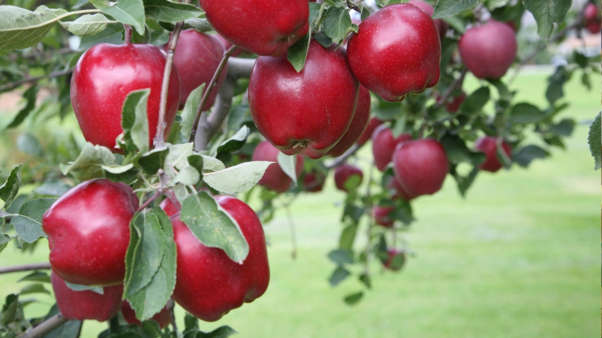 red delicious apple istock