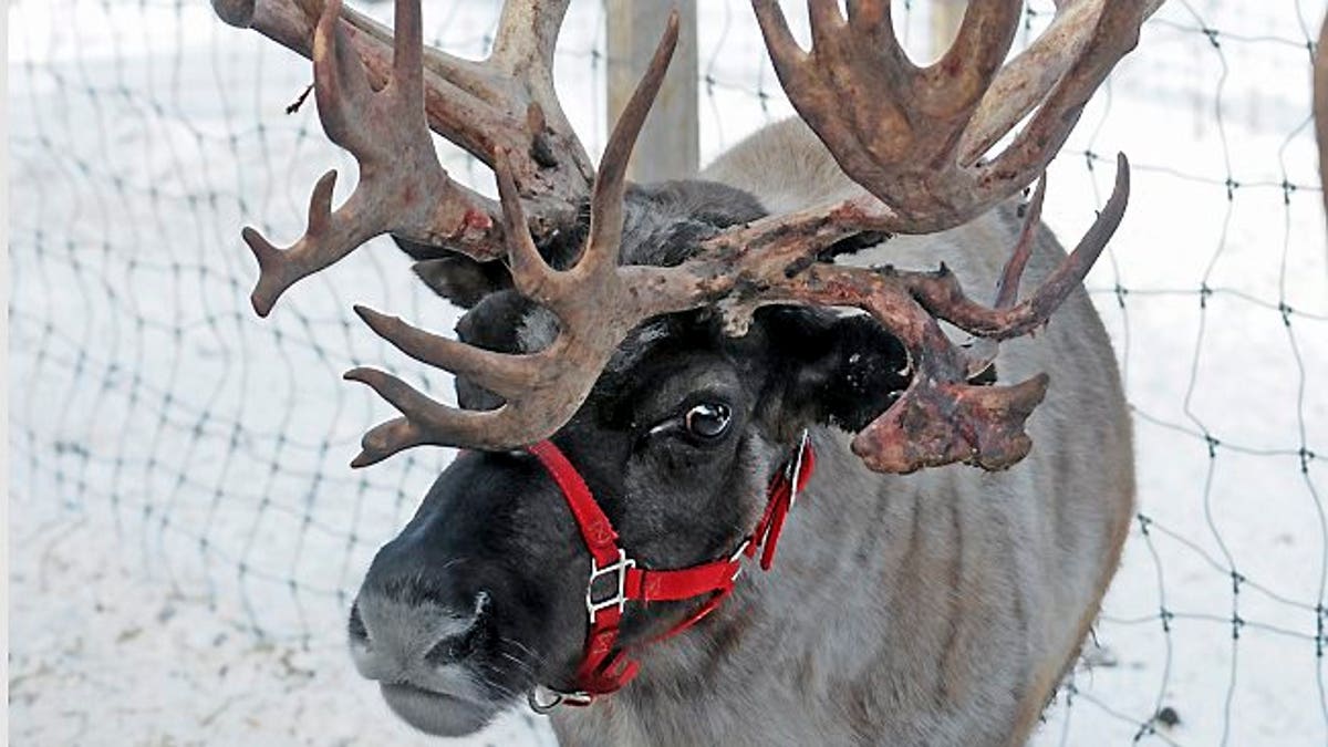 cst reindeer 16571