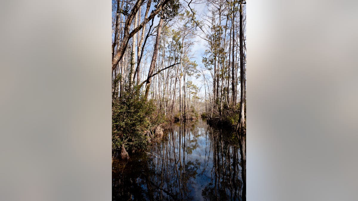 Okefenokee swamp river and trees winter