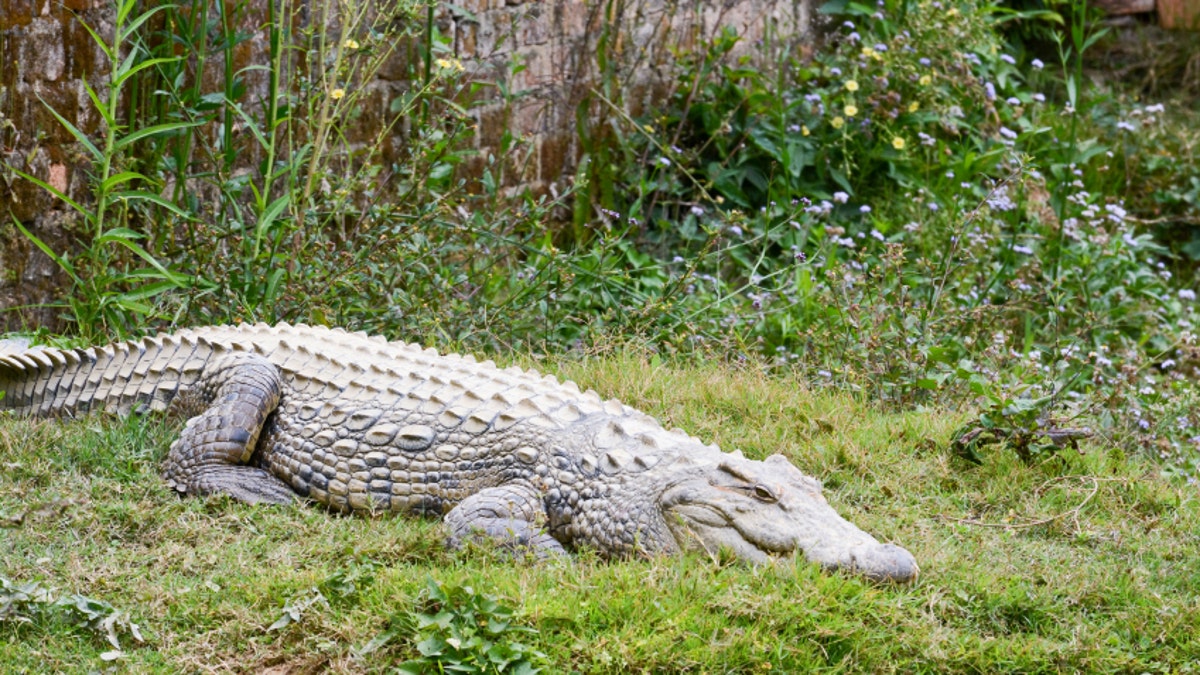 Nile crocodile (Crocodylus niloticus), Africa