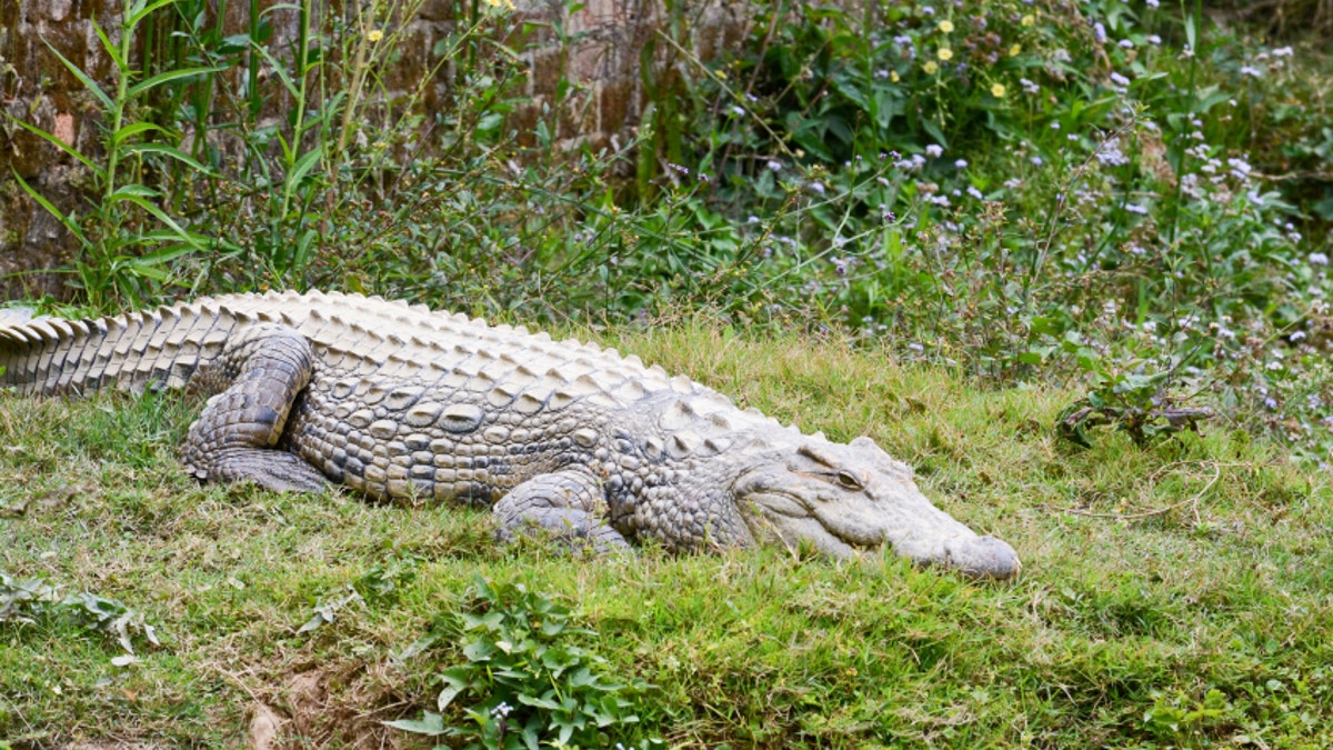 Nile crocodile (Crocodylus niloticus), Africa