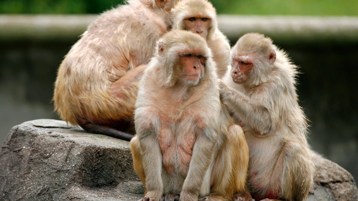 Rhesus monkeys