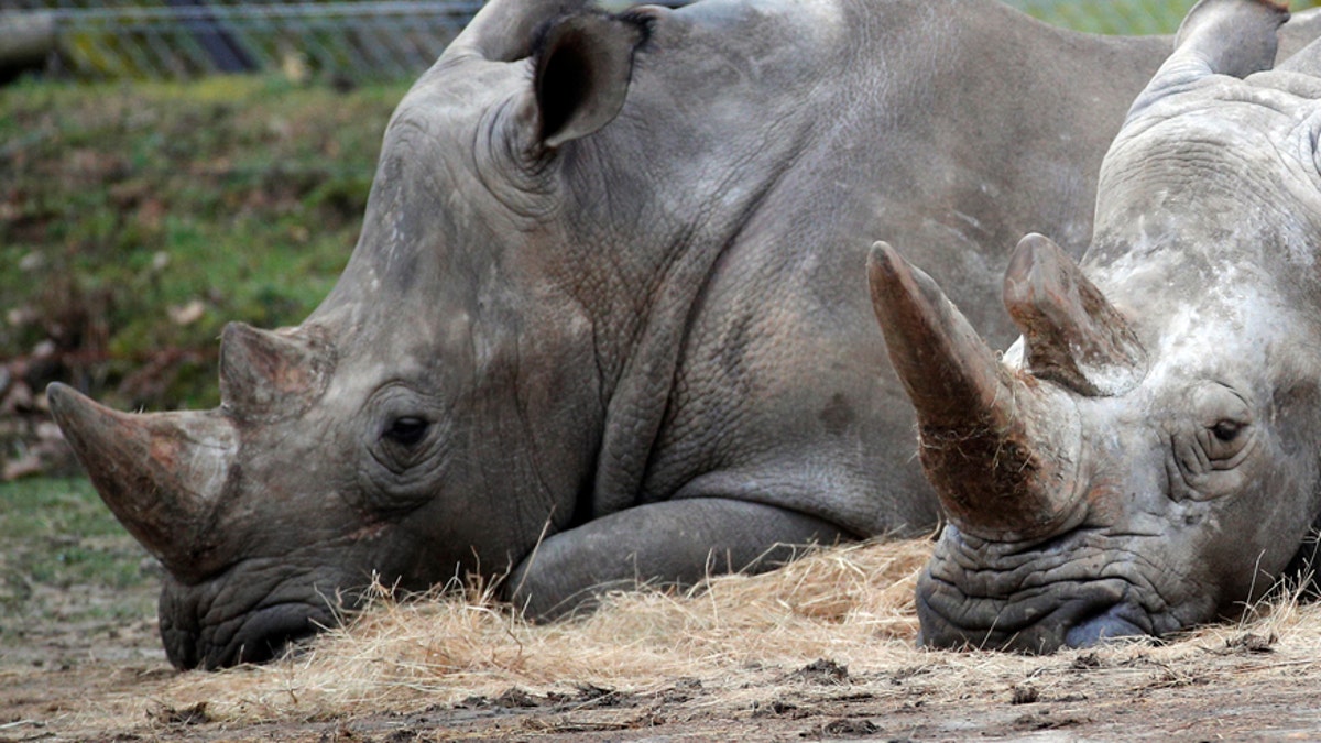 rhino-france