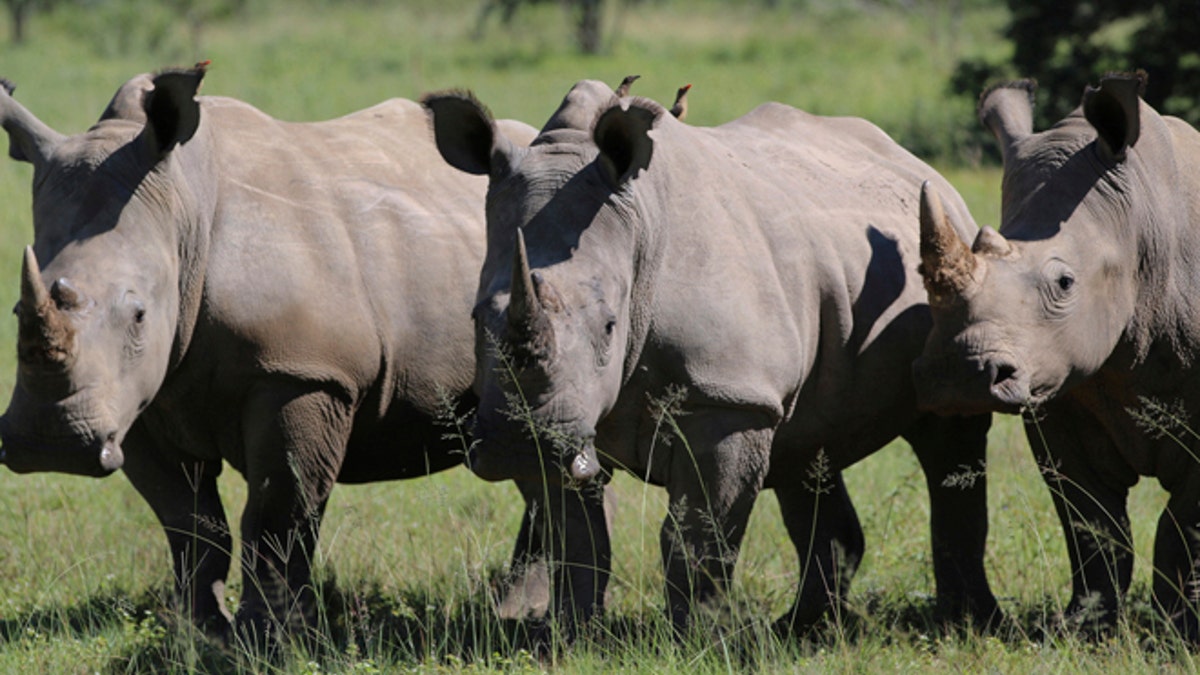 rhino-horn-trade