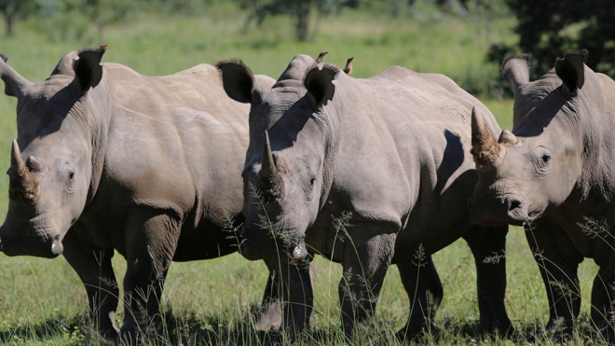 rhino-horn-trade