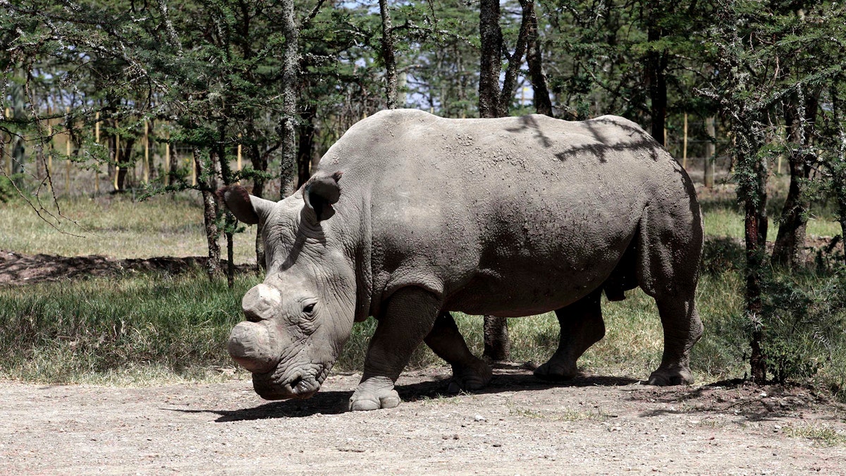 rhino sudan 2