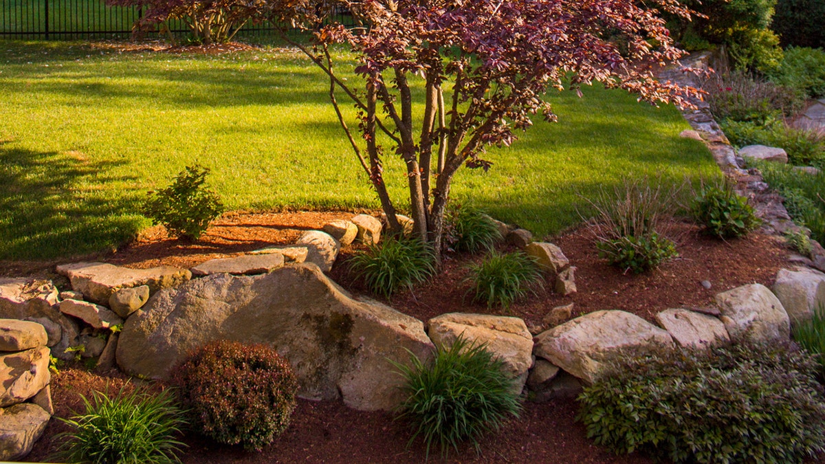 rocky tree istock