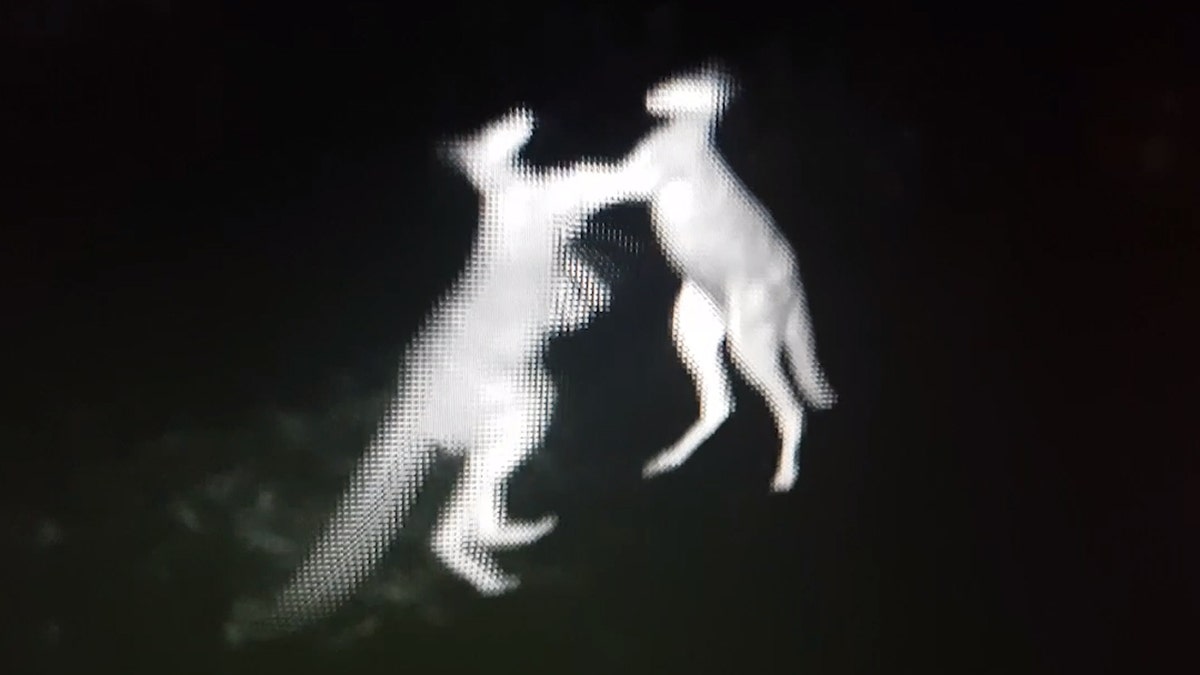 Kangaroo Fight 1