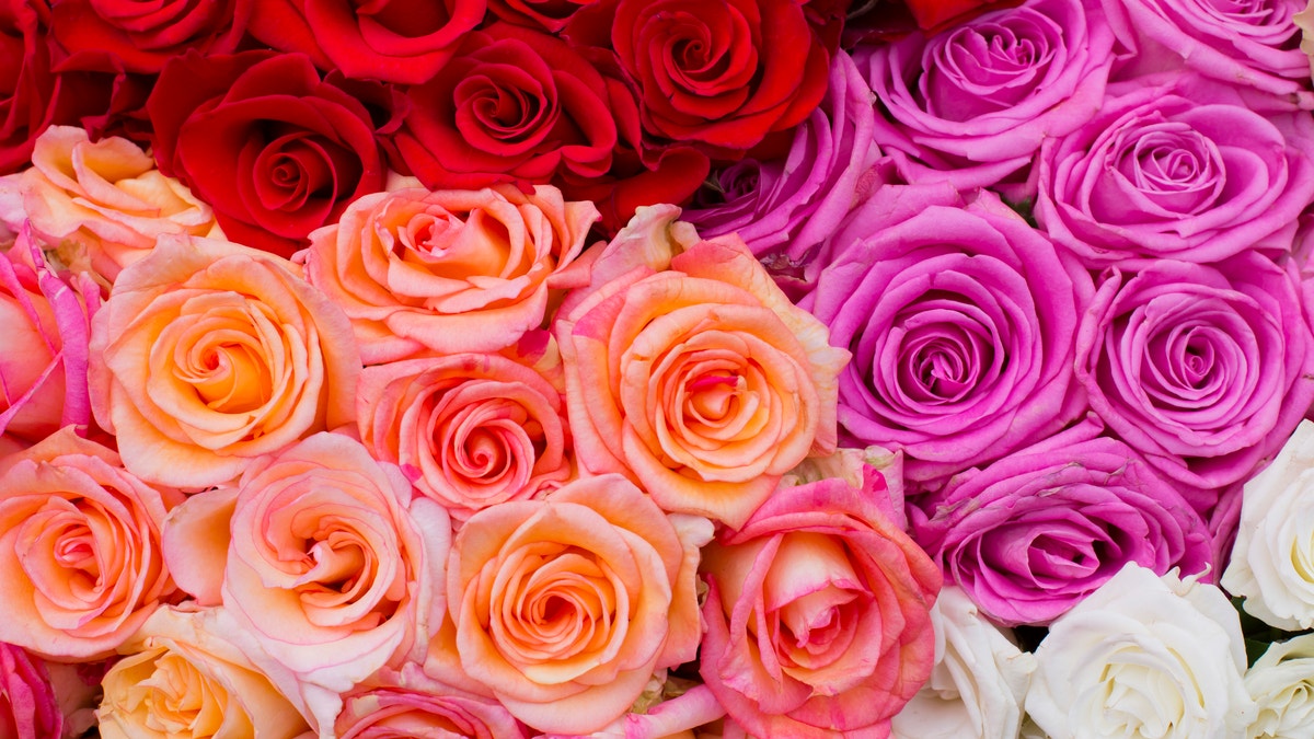 رنگین گلابوں کا خوبصورت گلدستہ