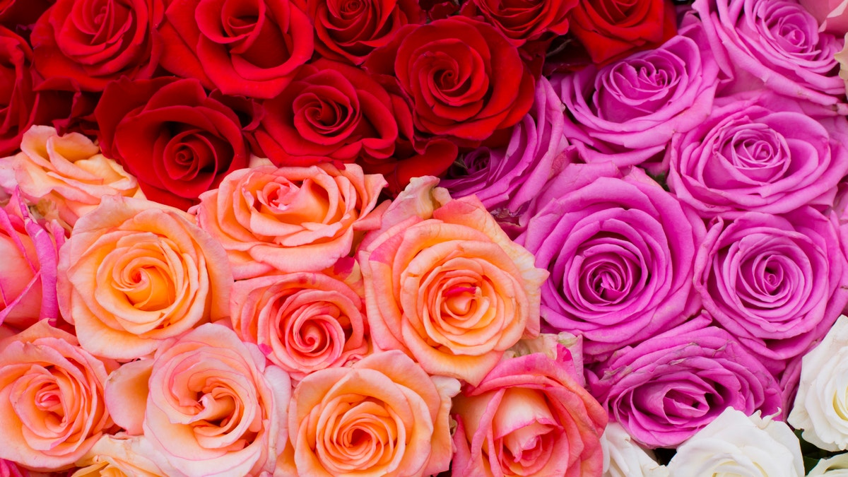 beautiful bouquet of colorful roses