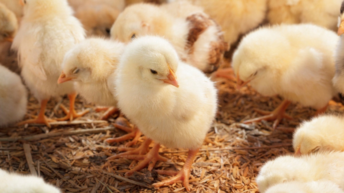 Baby chicken in poultry farm