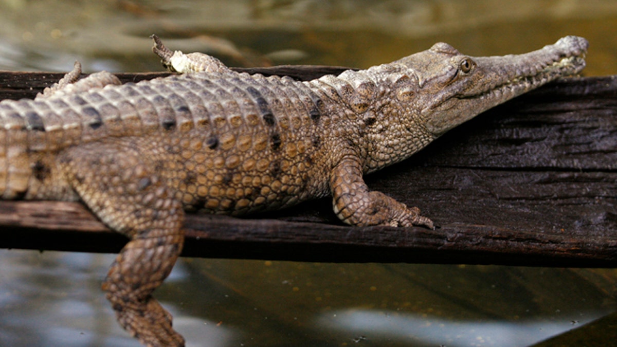 Australia Crocodile