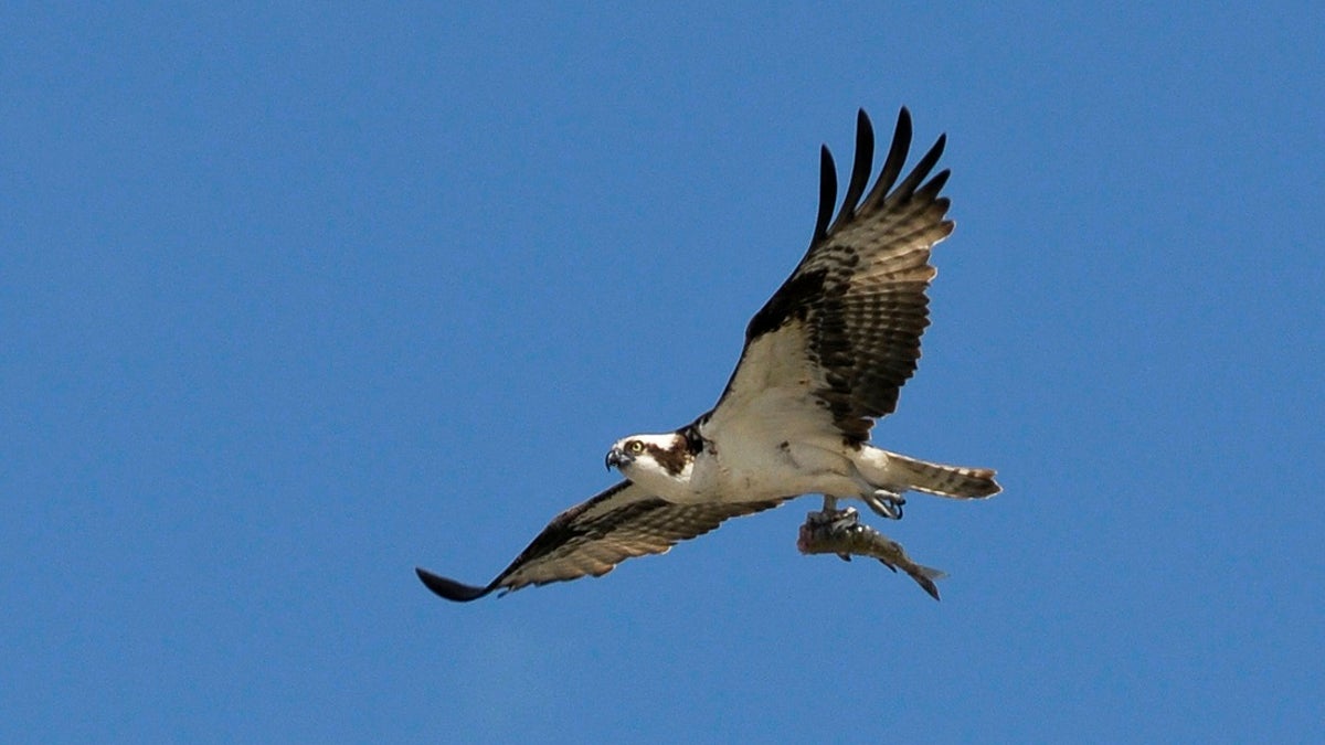 An adult Osprey flies with a fish in its talons in Cochrane, Alberta August 23, 2010. Cochrane is about 20 kilometers west of Calgary. REUTERS/Dan Riedlhuber (CANADA - Tags: ANIMALS) - GM1E68O0WKW01