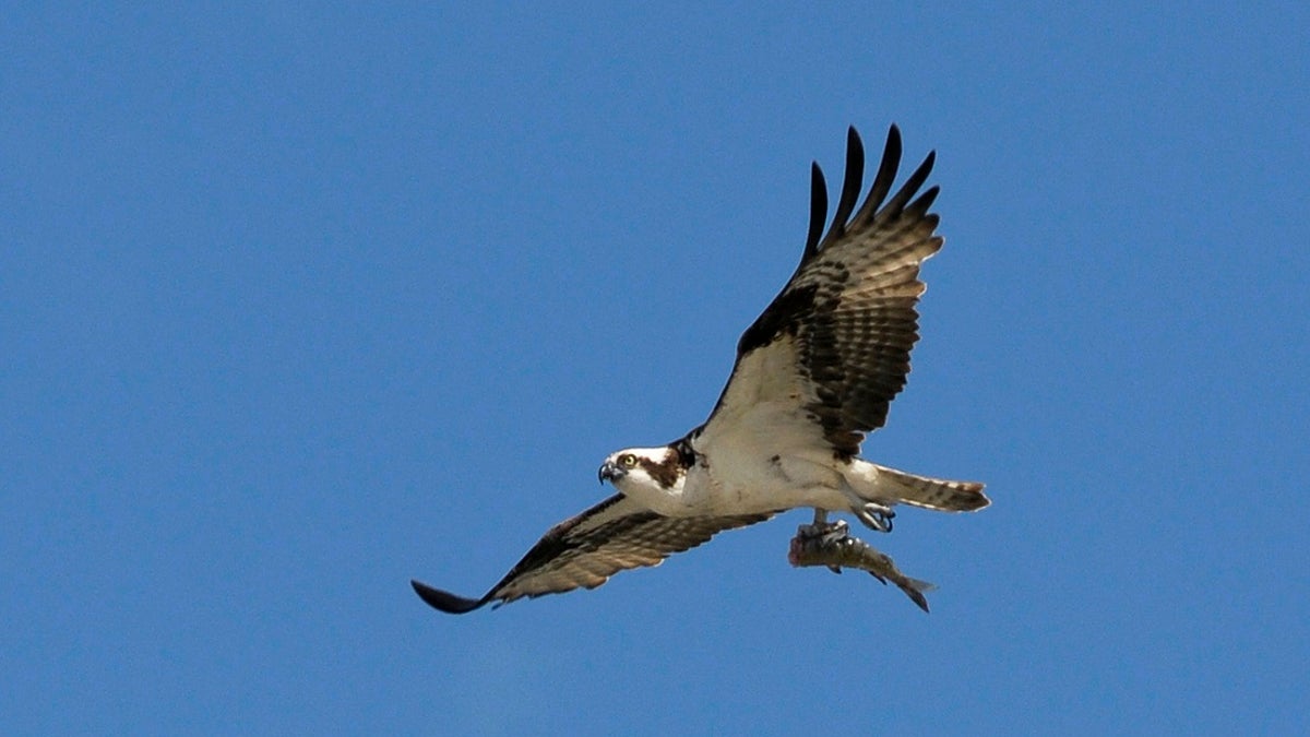 An adult Osprey flies with a fish in its talons in Cochrane, Alberta August 23, 2010. Cochrane is about 20 kilometers west of Calgary. REUTERS/Dan Riedlhuber (CANADA - Tags: ANIMALS) - GM1E68O0WKW01