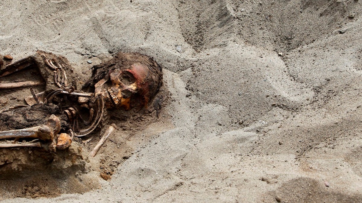 The remains of a child is seen, part of the 42 children and 74 camelids remains unearthed that were sacrificed approximately 800 years ago in the fishing town of Huanchaquito, Trujillo September 13, 2011. Archaeologists unearthed the remains of 42 children and 74 camelids, part of a massive sacrifice that formed part of a religious ceremony of the pre-Inca Chimu culture for the fertility of the ocean and the land, and it represents the most important discovery related to human and animal sacrifices of the Chimu culture in terms of numbers of excavated individuals, according to Oscar Gabriel Prieto, chief archaeologist of the archaeological project. Picture taken September 13, 2011. REUTERS/Mariana Bazo (PERU - Tags: SOCIETY RELIGION SCIENCE TECHNOLOGY TRAVEL) - GM1E79G0IDZ01