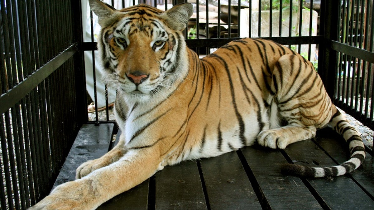 Bengal Tiger Rig