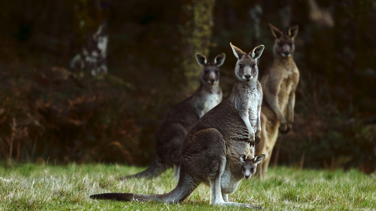 AUSTRALIA-ANIMALS/