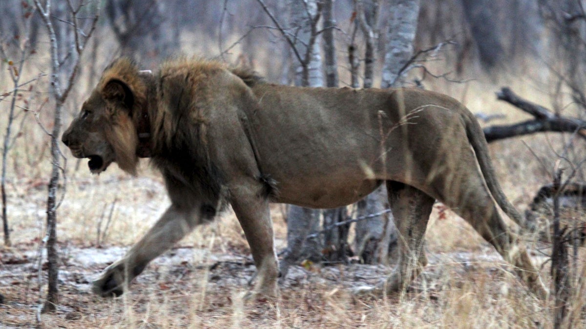 ZIMBABWE-ANIMALS/