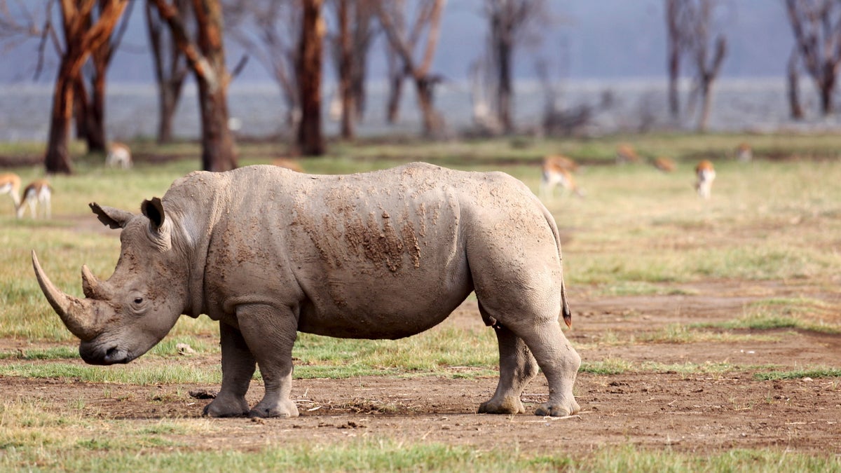 CLIMATECHANGE-SUMMIT/EARTHPRINTS-KENYA