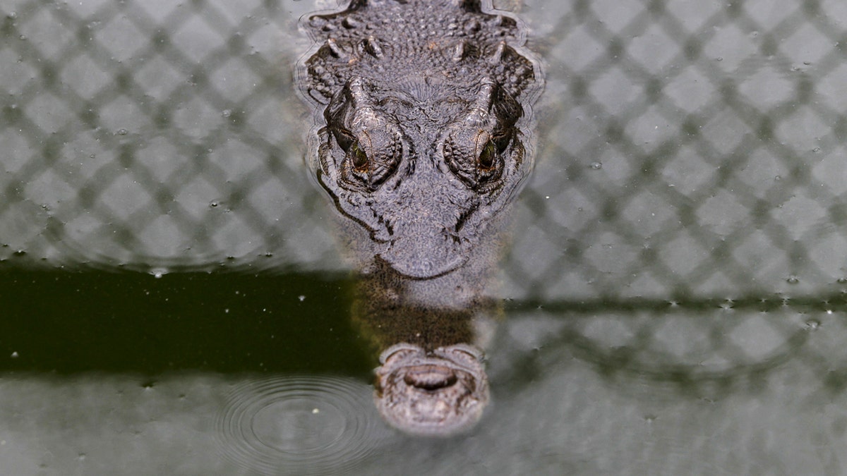 croc